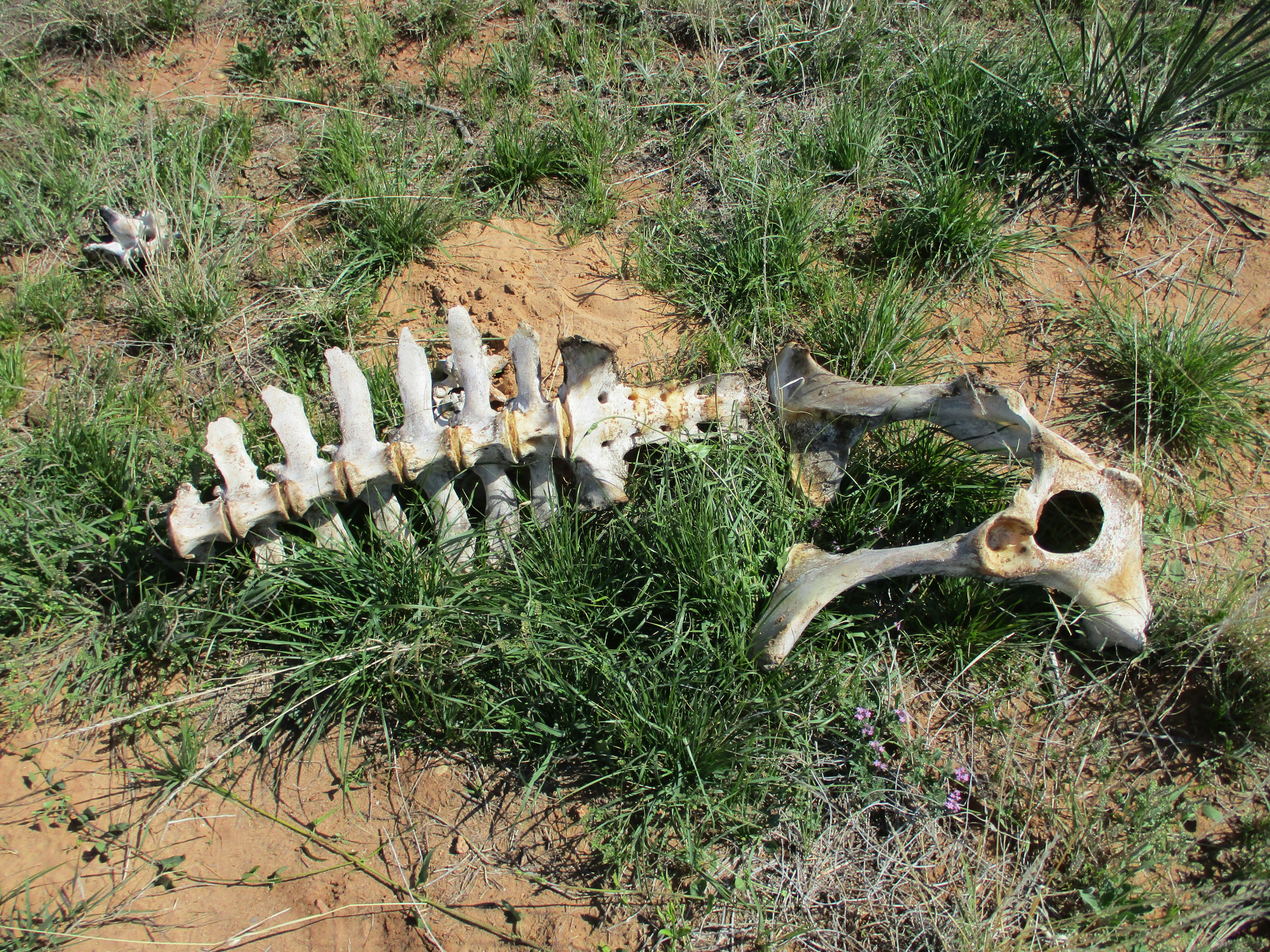 Random skeleton seen on a hike. #HouseOfCaring #LoveForAll