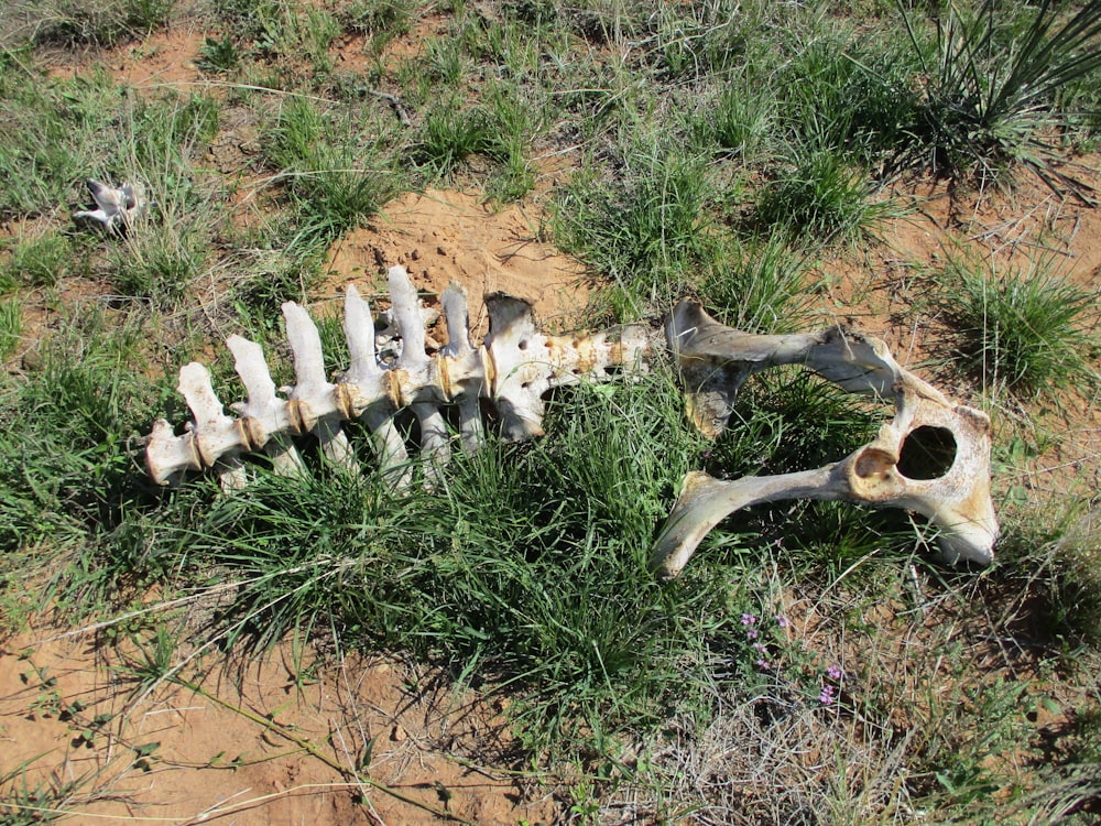 a skeleton of a horse laying in the grass