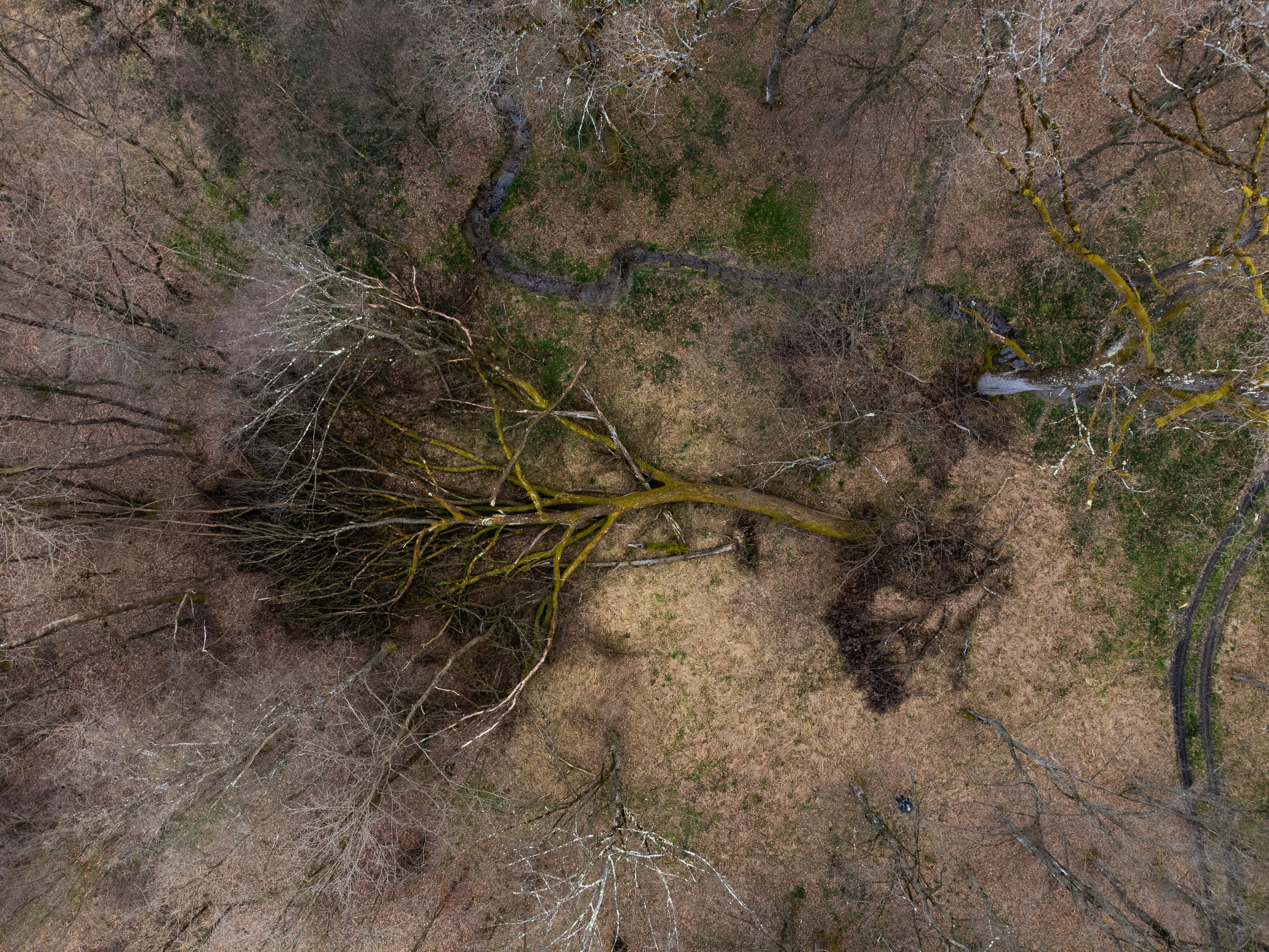 an aerial view of a forest with dead trees