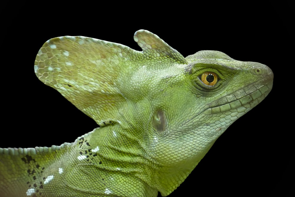 a close up of a lizard's head on a black background