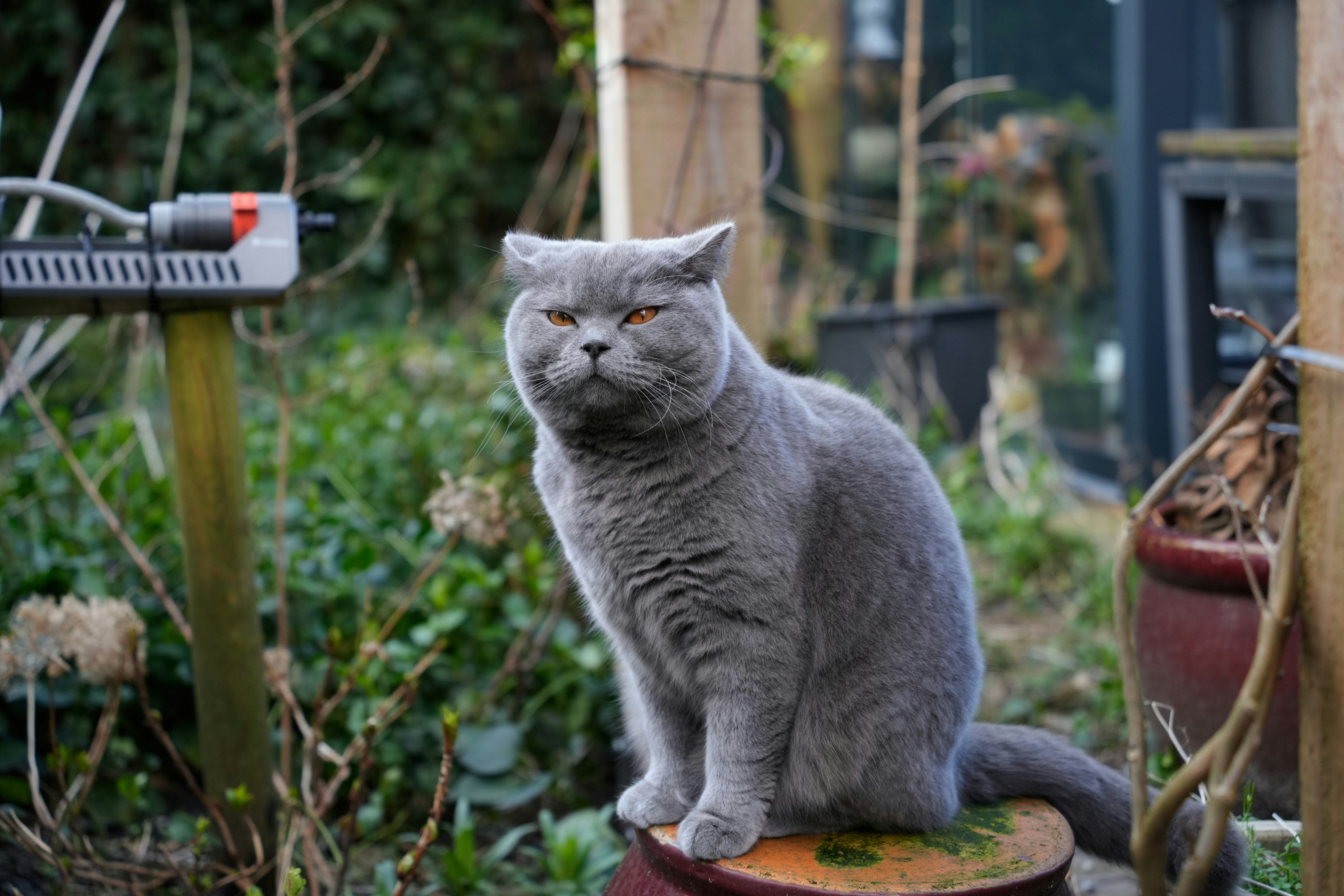 鉢植えの植物の上に座る灰色の猫