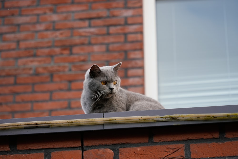 a gray cat sitting on top of a roof