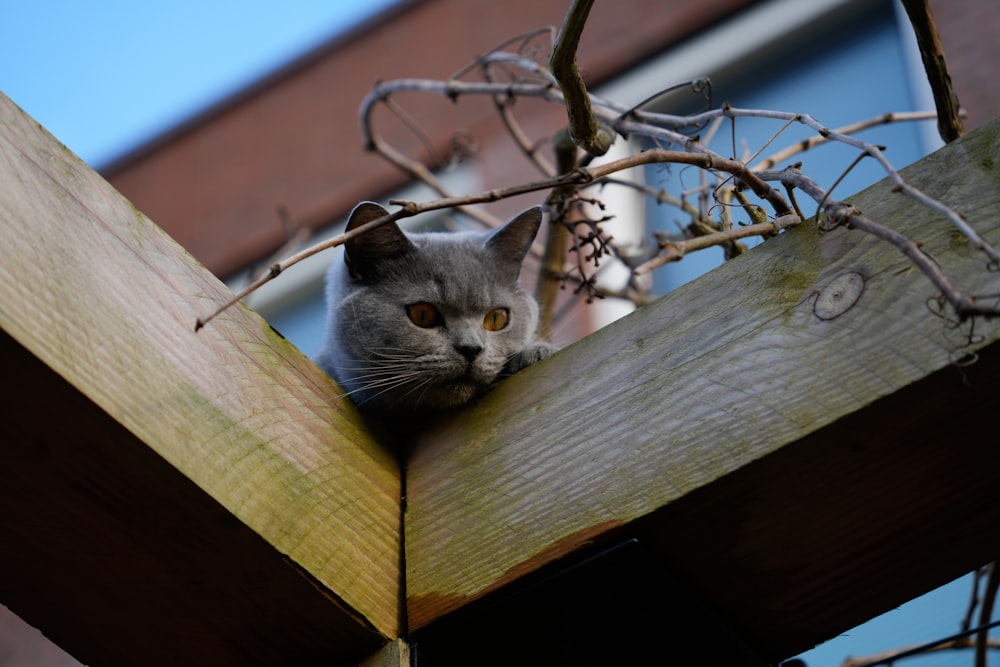 a gray cat sitting on top of a wooden fence