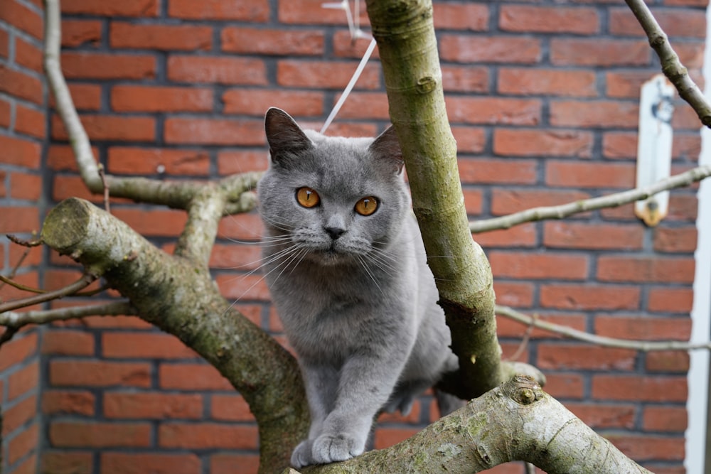 a gray cat sitting on top of a tree branch