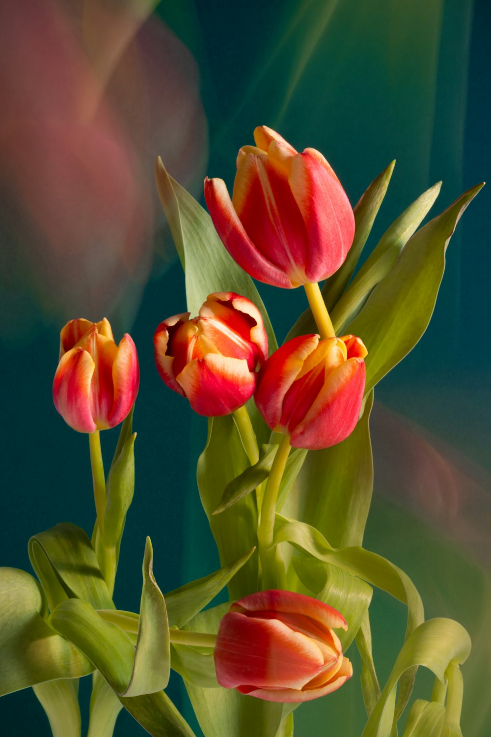 a bunch of red and yellow tulips in a vase
