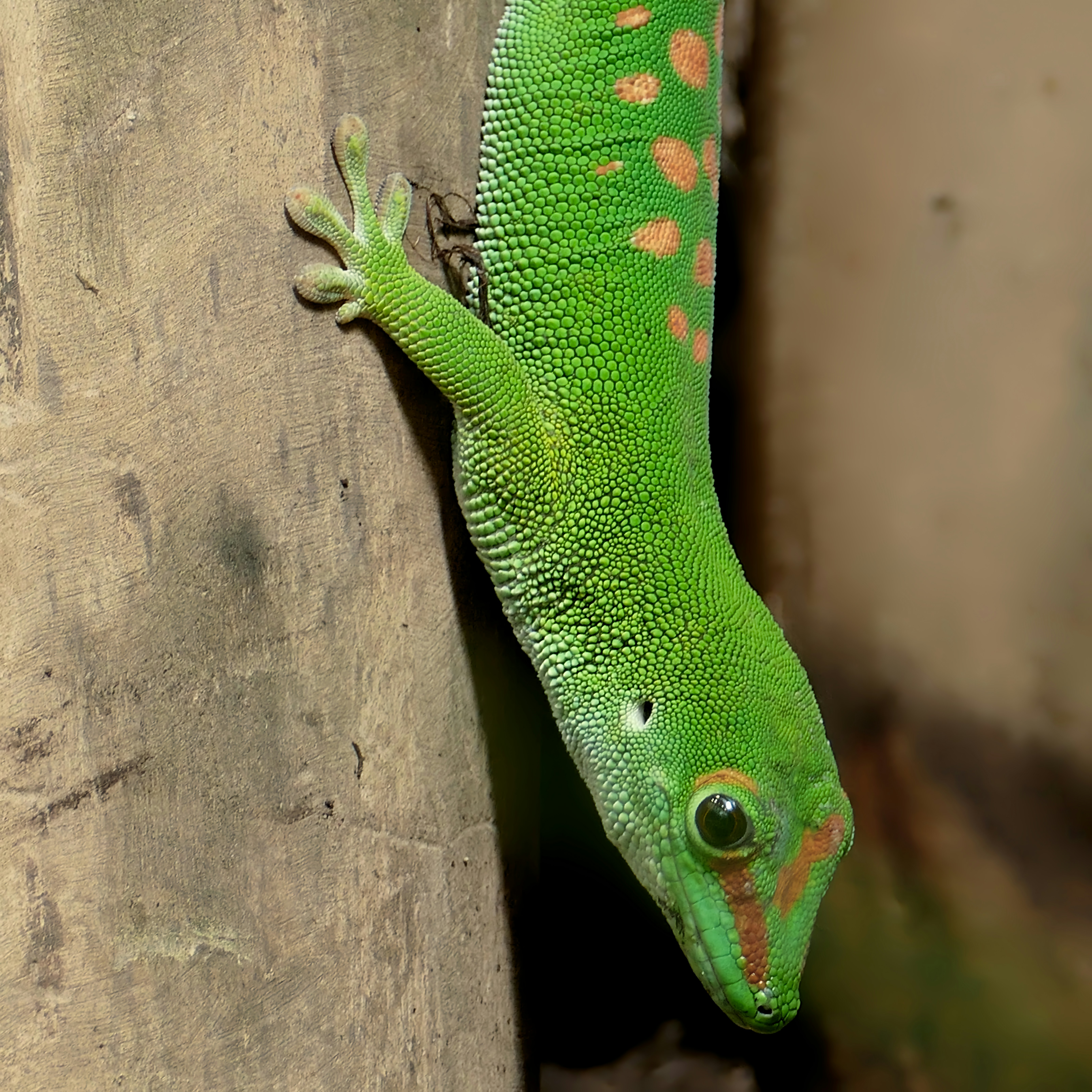 gecko wallpaper, wallpaper, 7 Cara Mengusir Tokek dari Rumah yang Efektif 1