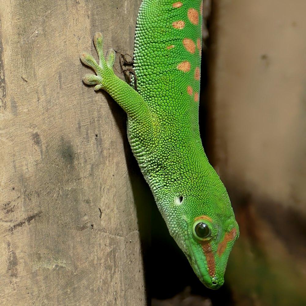 a green and orange lizard on a tree trunk