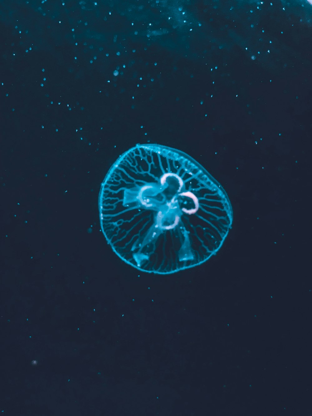 a blue jellyfish floating in the ocean