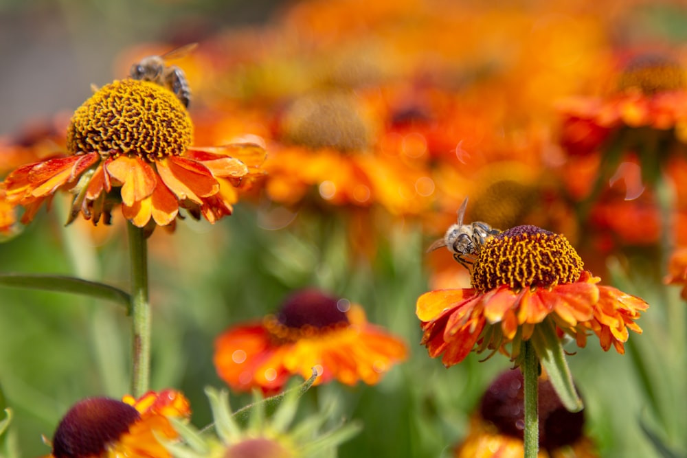 a field of orange and yellow flowers with a bee on it