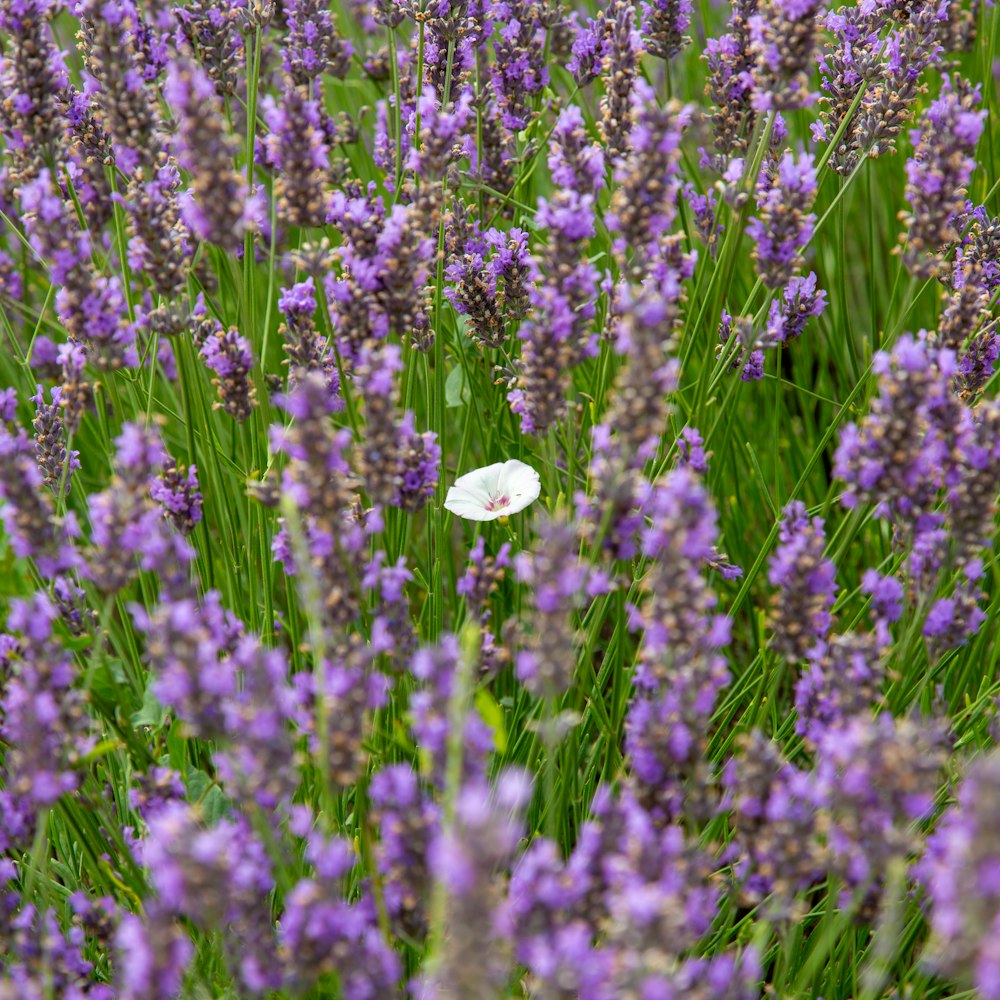 a white butterfly sitting on top of a field of purple flowers