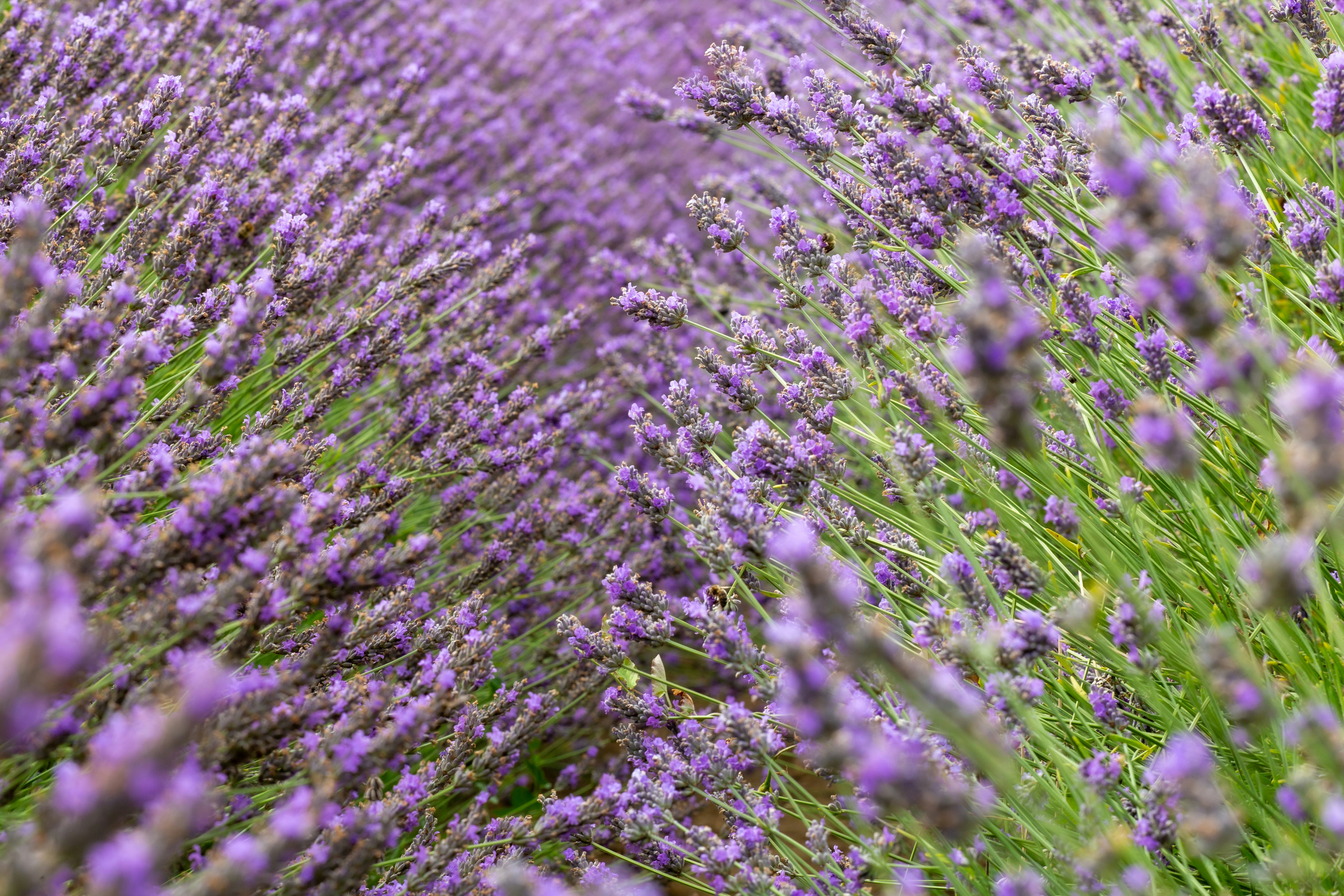 Reihen von Lavendelblüten auf einem Feld