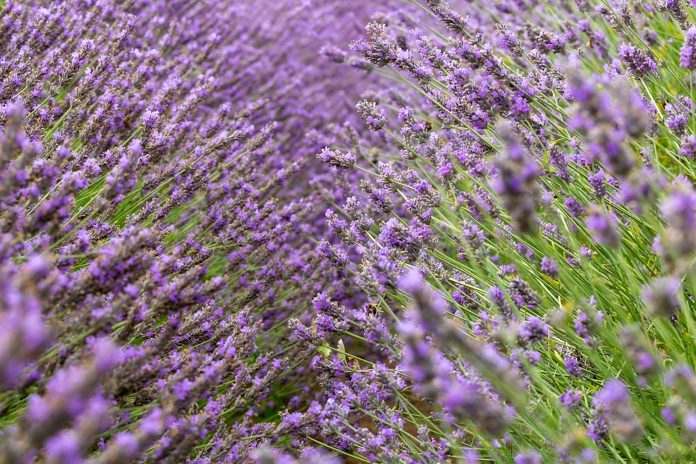 rows of lavender flowers in a field