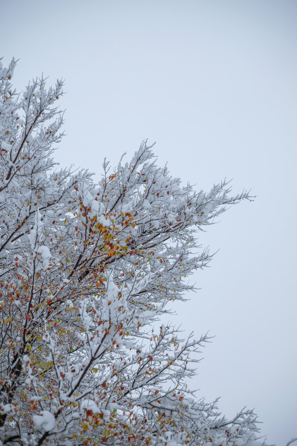 os galhos de uma árvore estão cobertos de neve