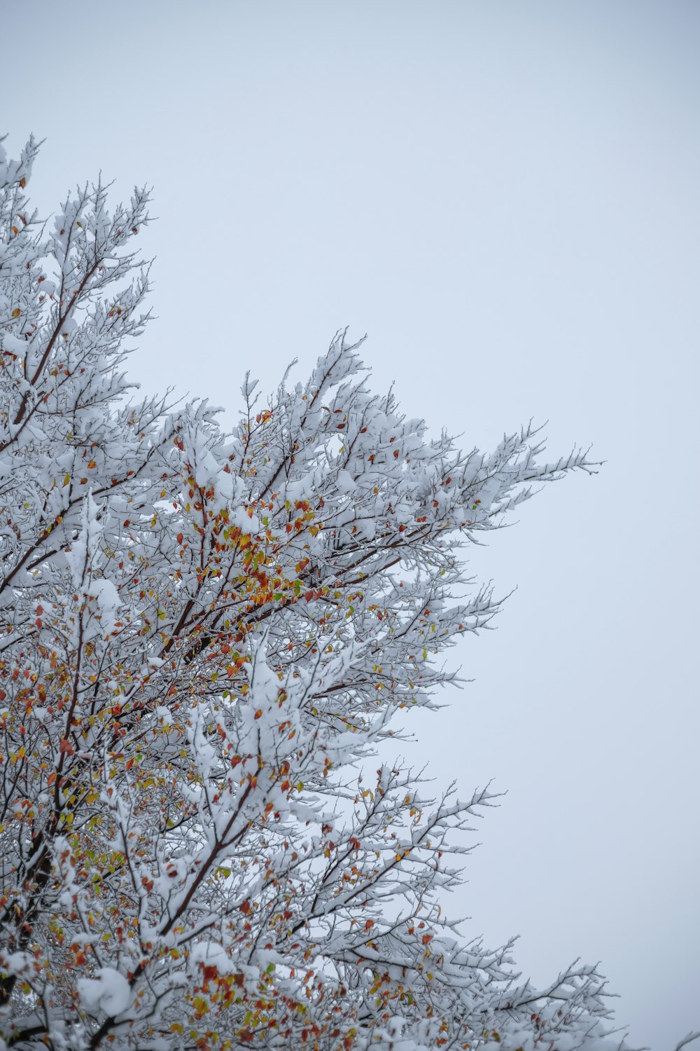 the branches of a tree are covered in snow