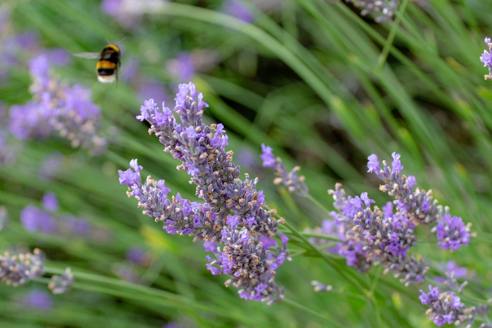 a bee flying over a bunch of lavender flowers