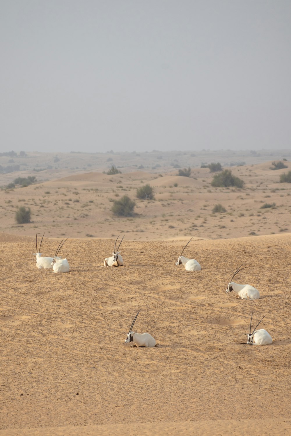 a herd of antelope in the desert