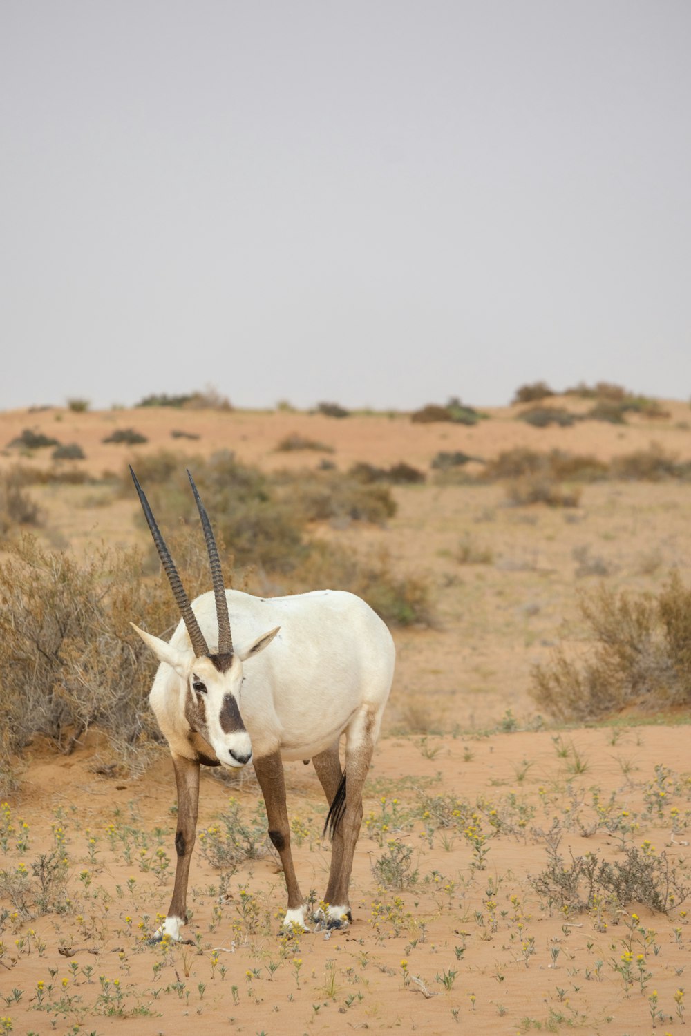 an antelope standing in the middle of the desert