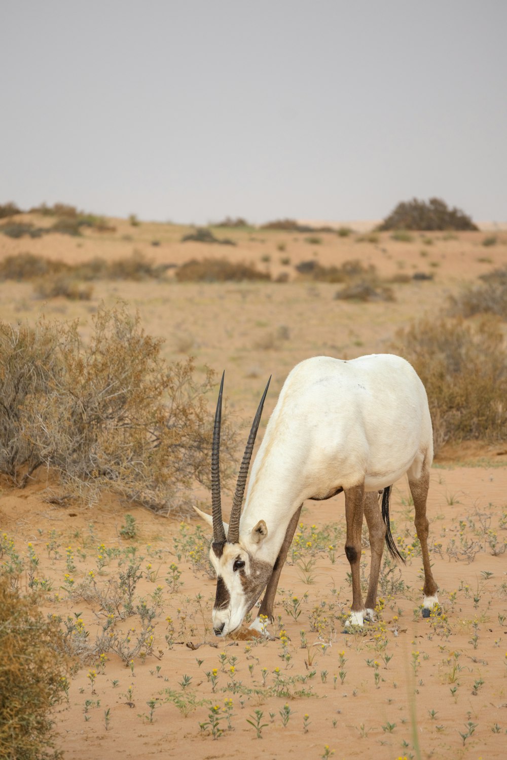 a white animal with long horns eating grass in the desert