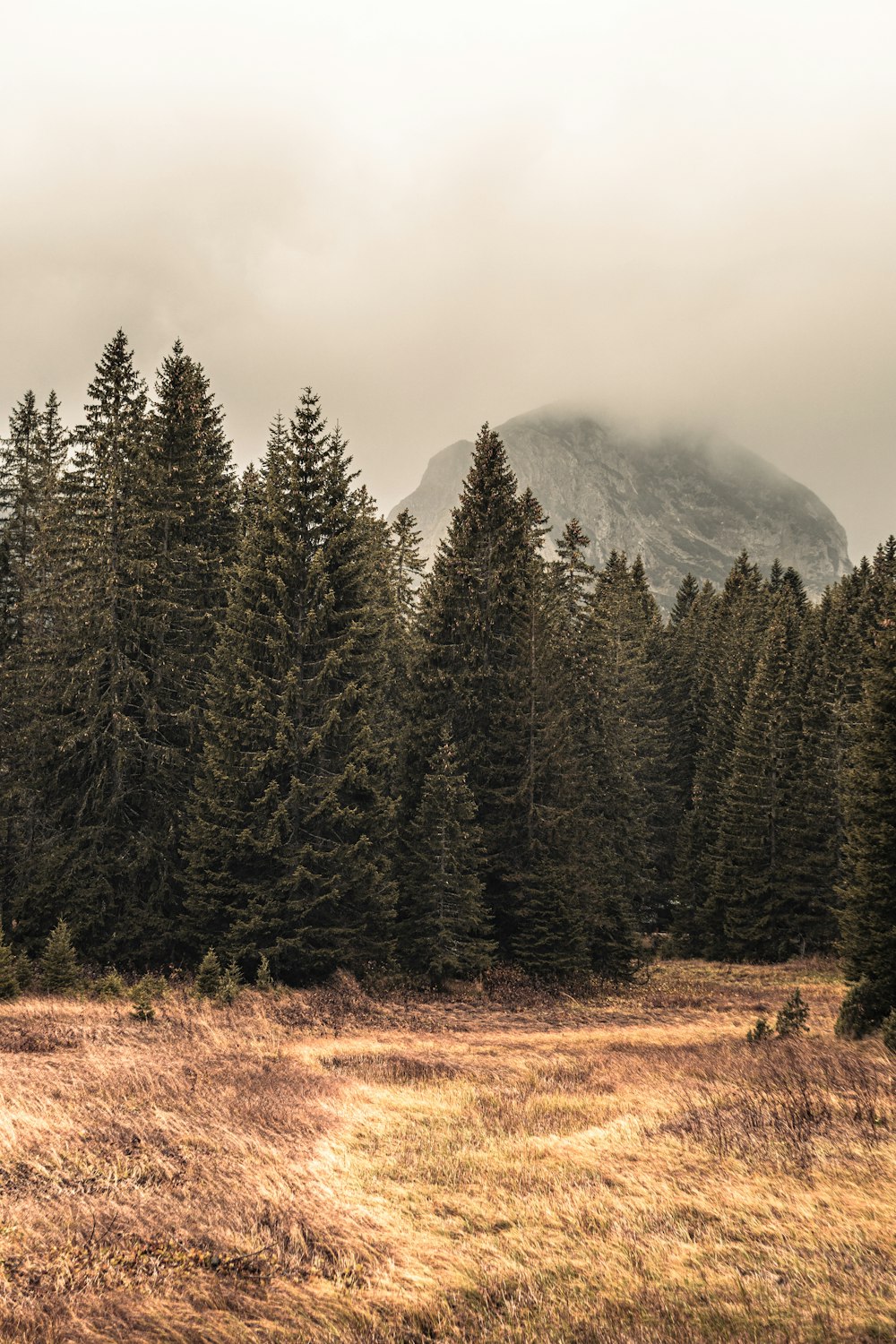 a grassy field with trees and a mountain in the background