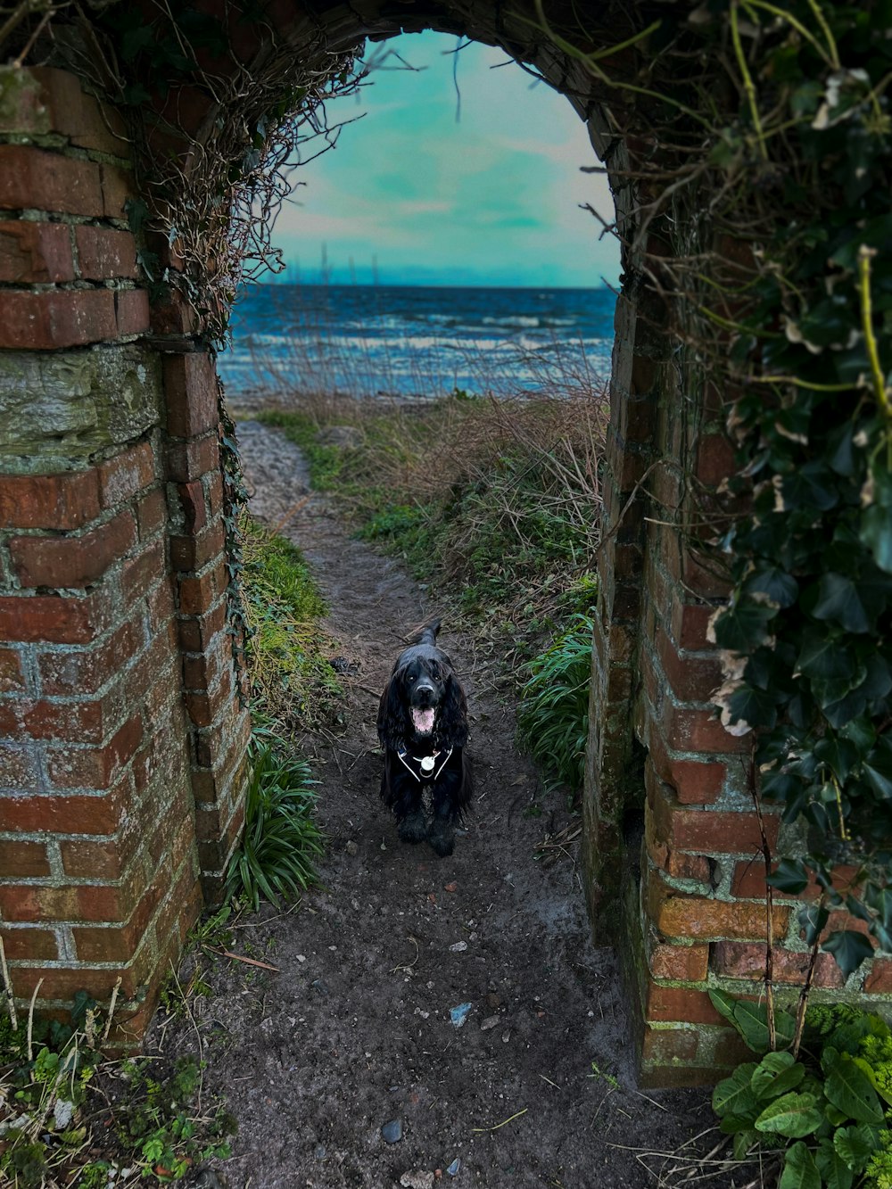 a black dog sitting in the middle of an archway