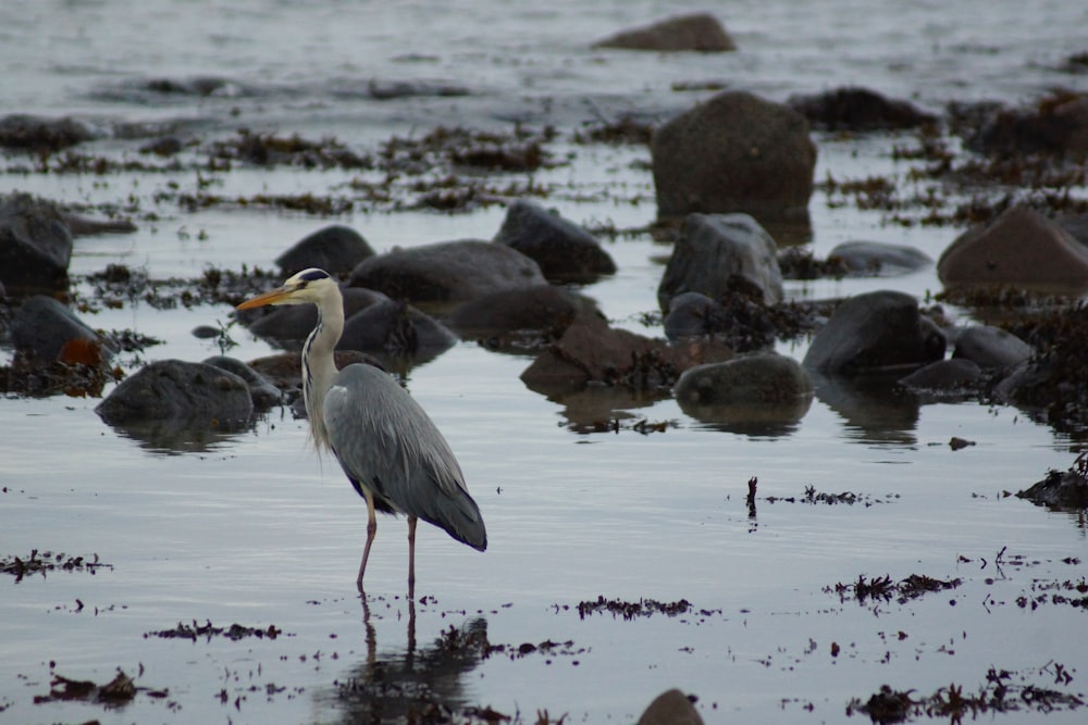 a bird is standing in the shallow water