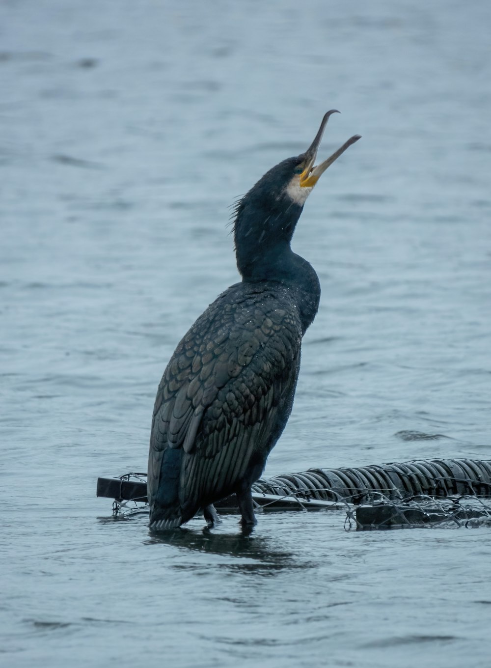 a bird with a fish in its mouth standing in the water