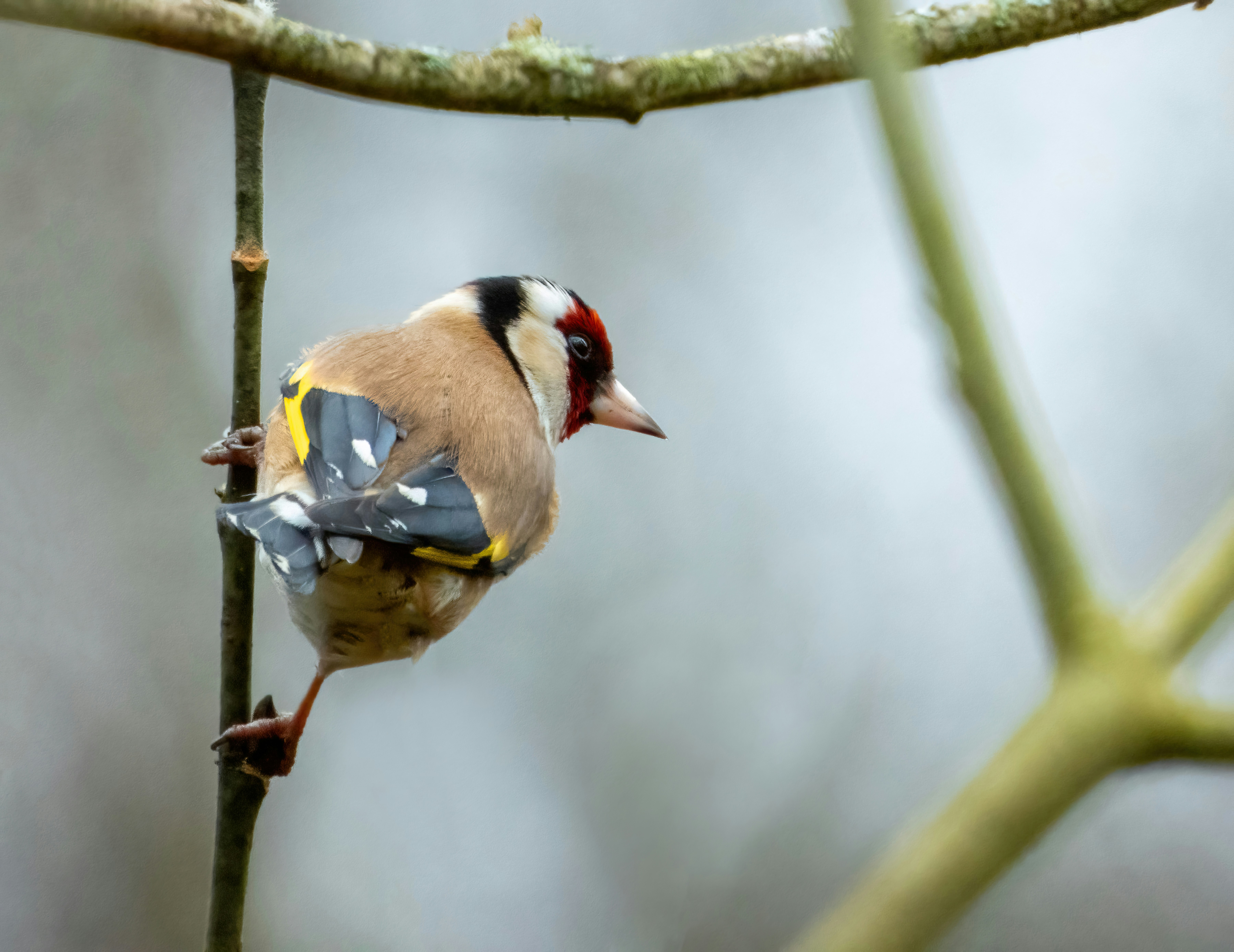 a small bird perched on a tree branch