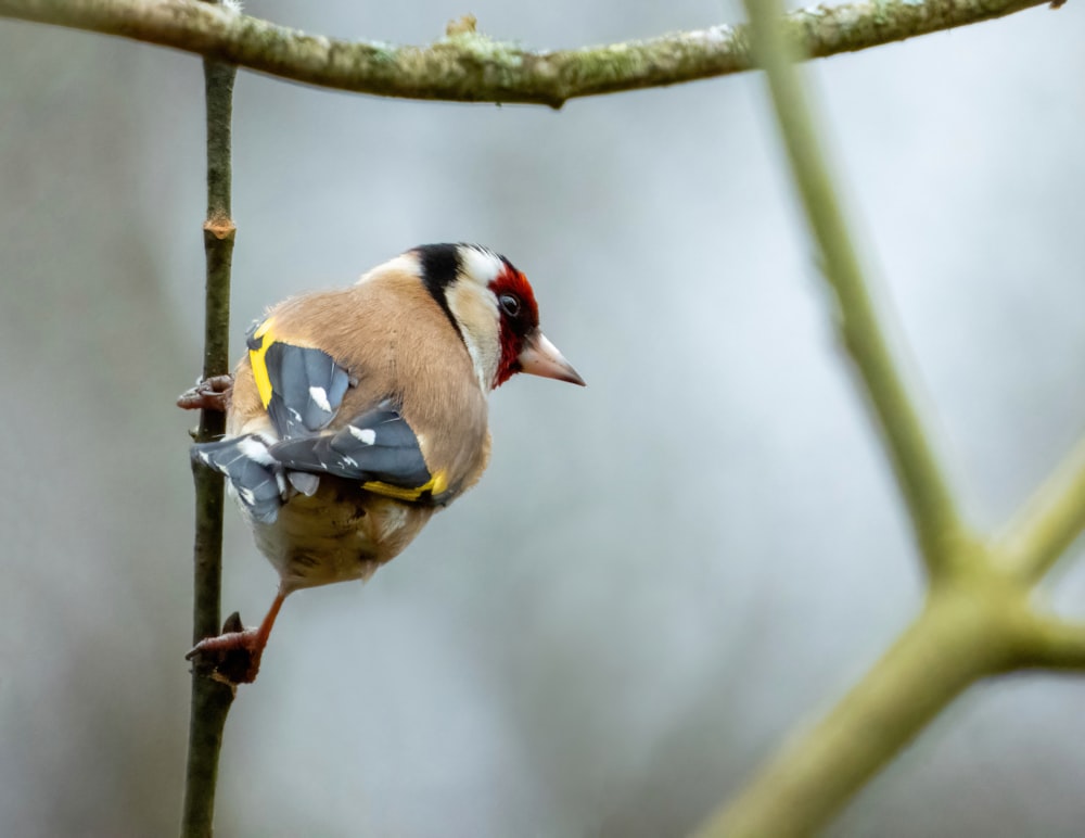 a small bird perched on a tree branch