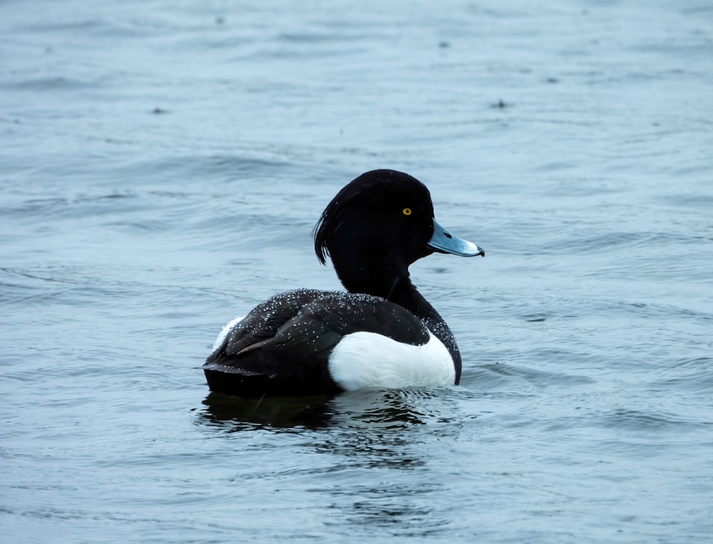 a black and white duck floating on top of a body of water