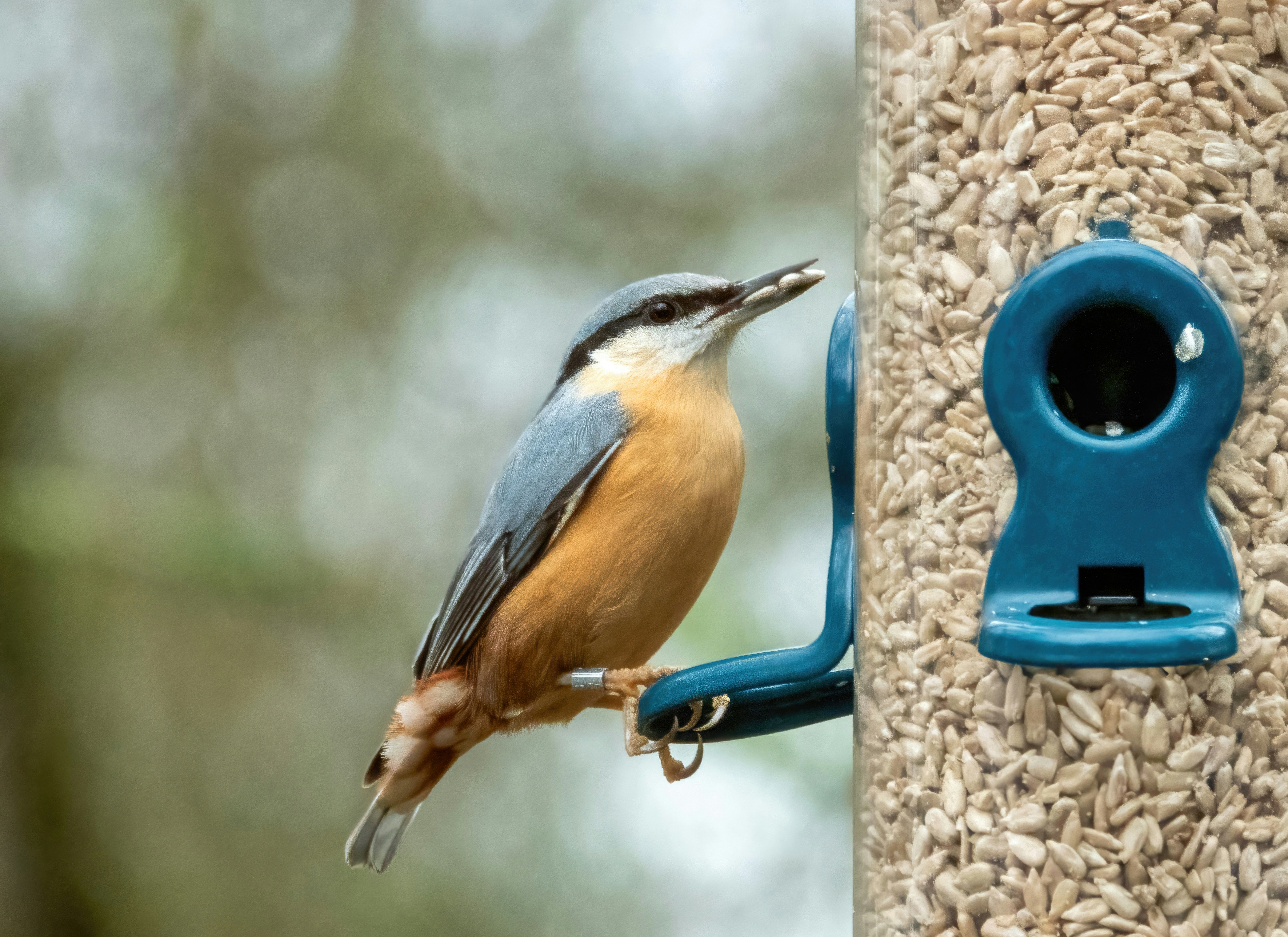 a bird is perched on a bird feeder