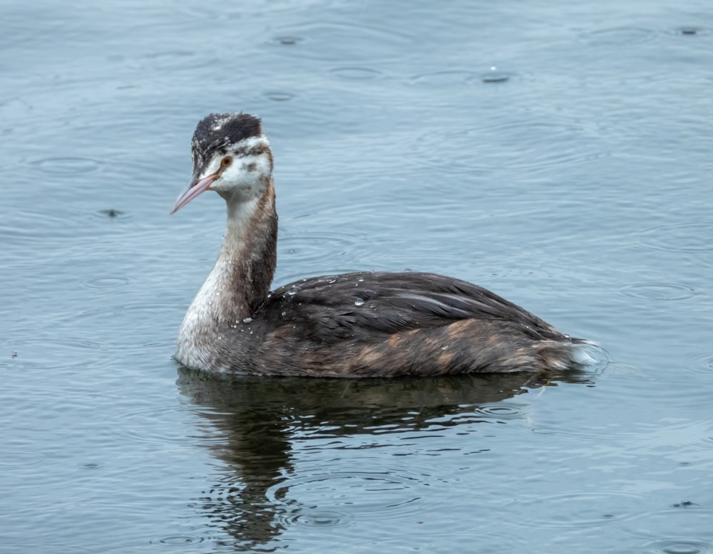 a duck floating on top of a body of water