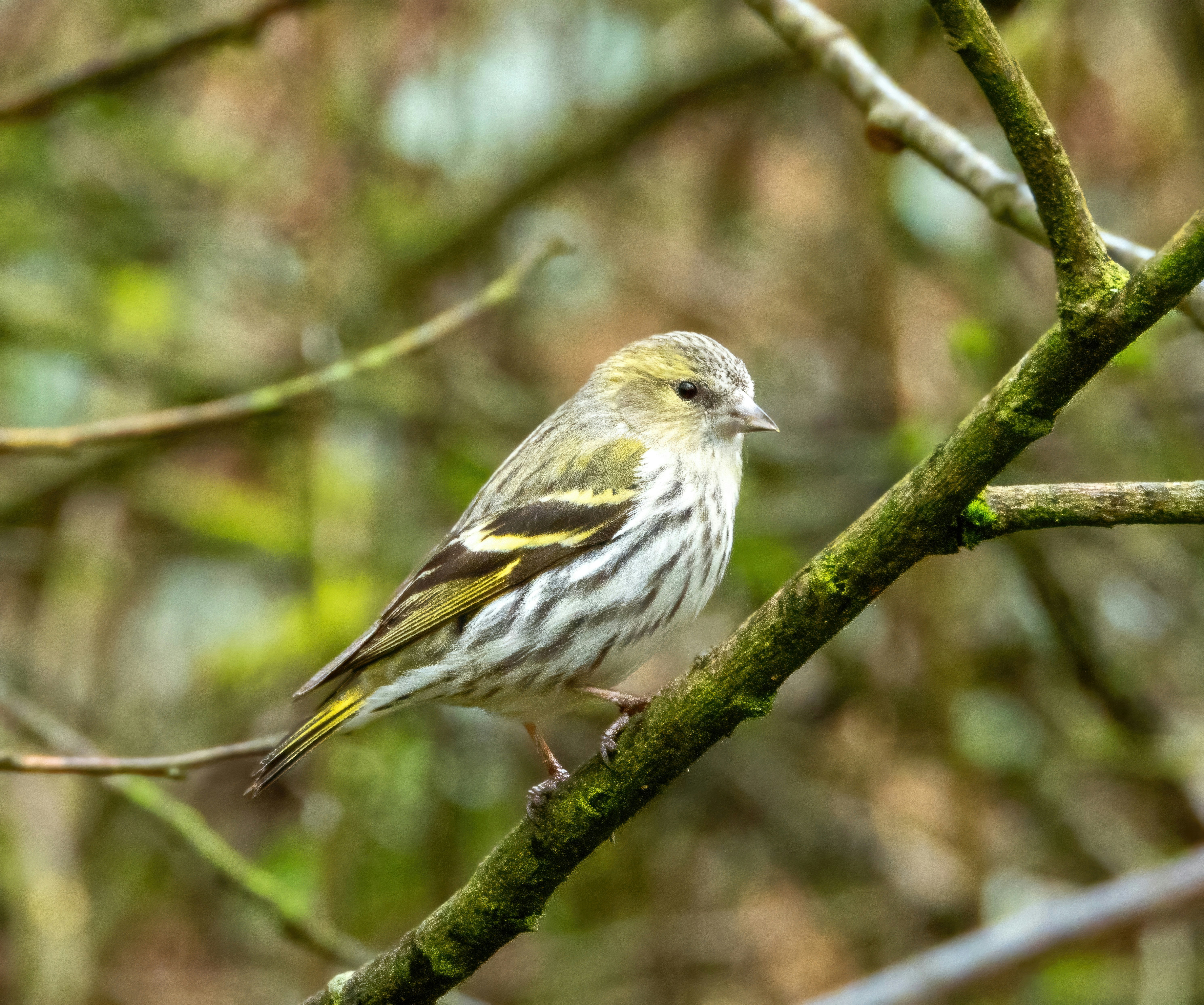 a small bird perched on a tree branch