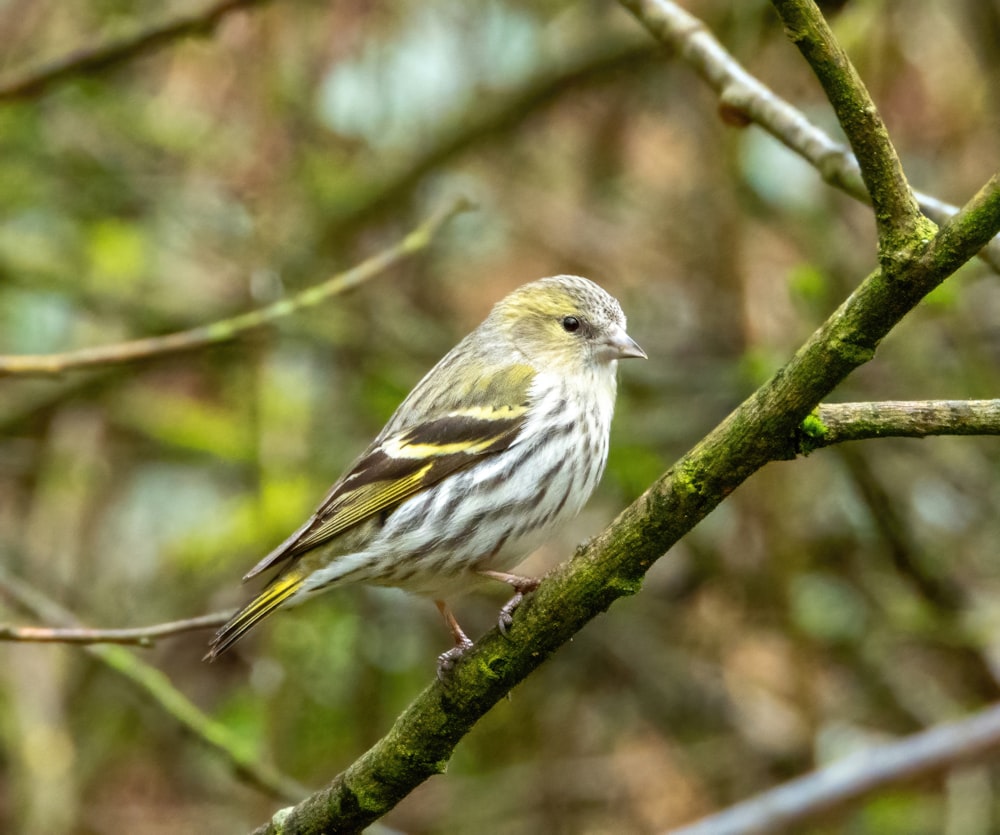 a small bird perched on a tree branch