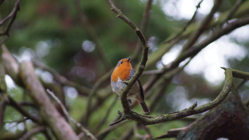 a small bird perched on a branch of a tree