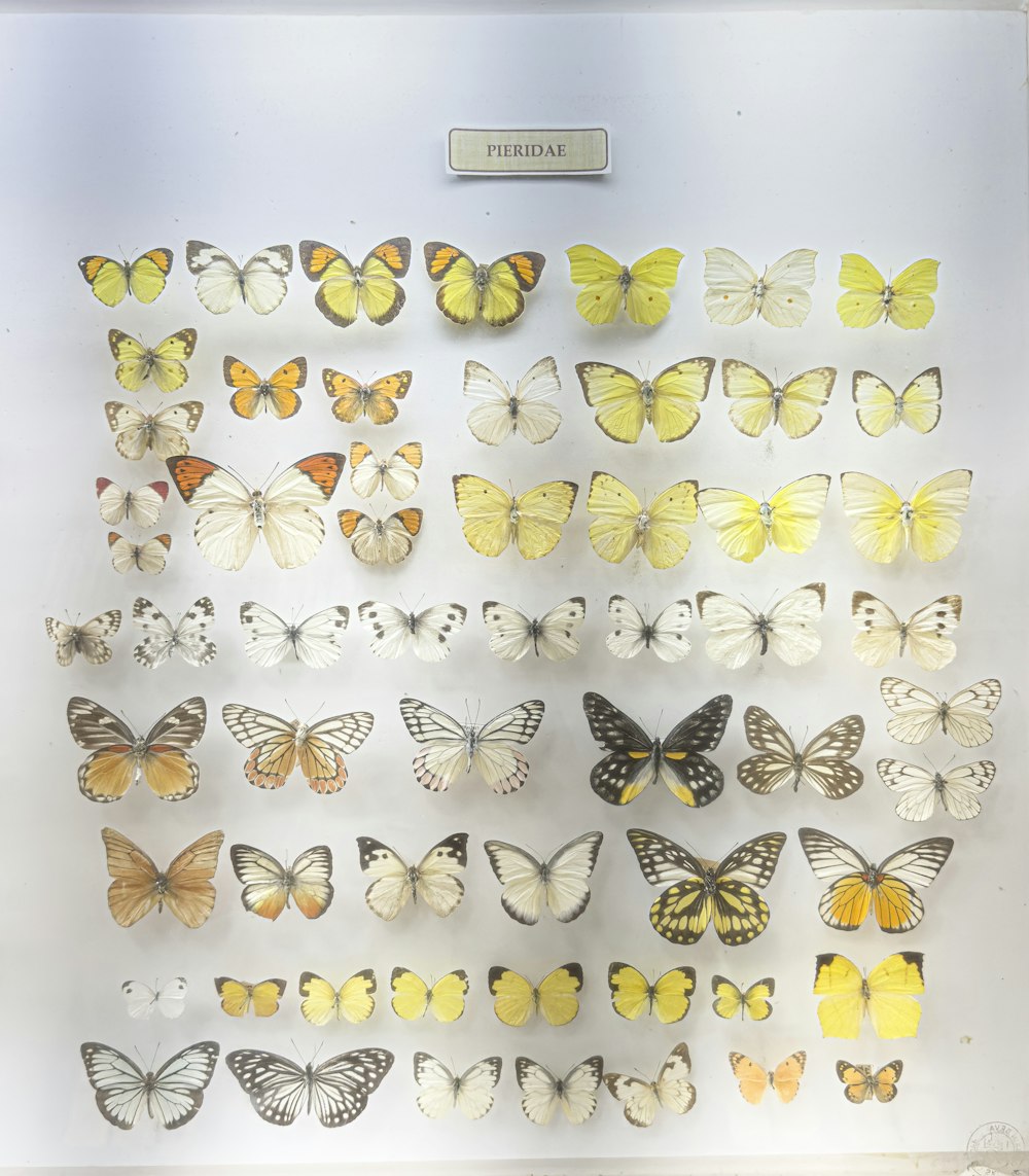 a display of butterflies in a glass case
