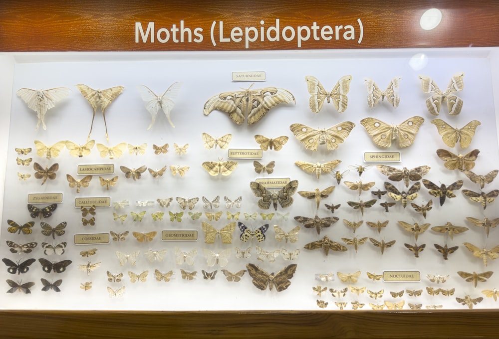 a display case filled with lots of butterflies