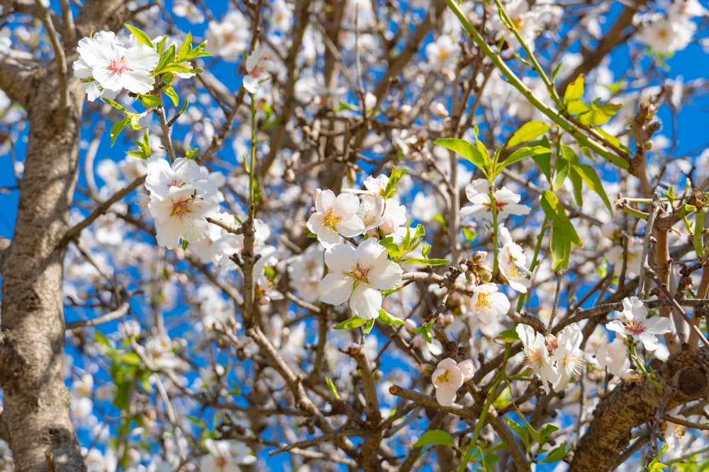 a tree with white flowers and green leaves