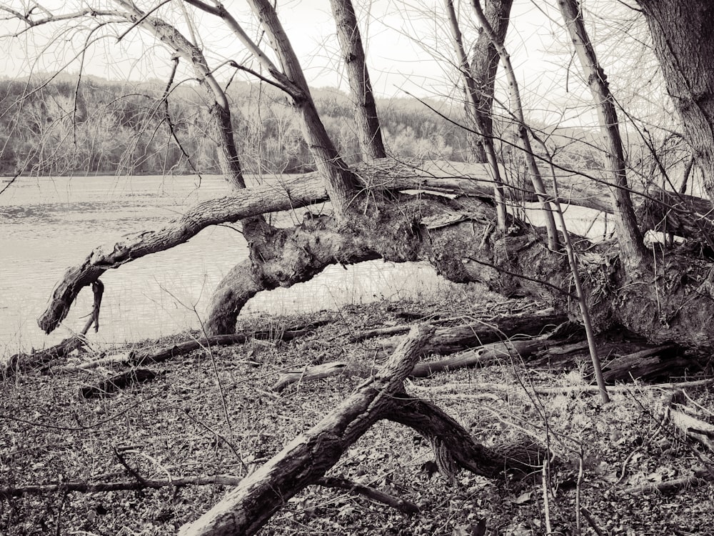 ein umgestürzter Baum, der neben einem Fluss auf dem Boden liegt