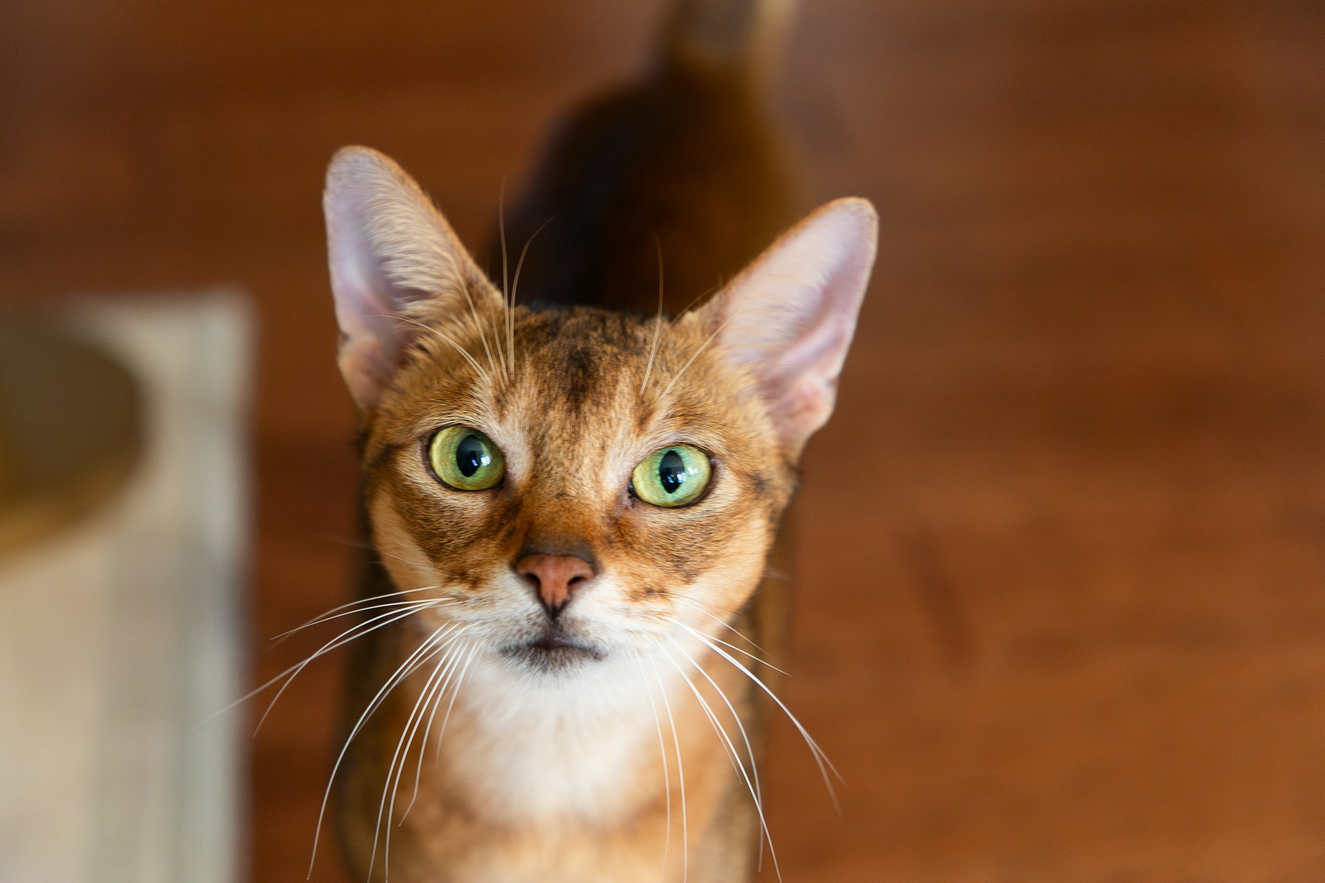 a close up of a cat on a wooden floor