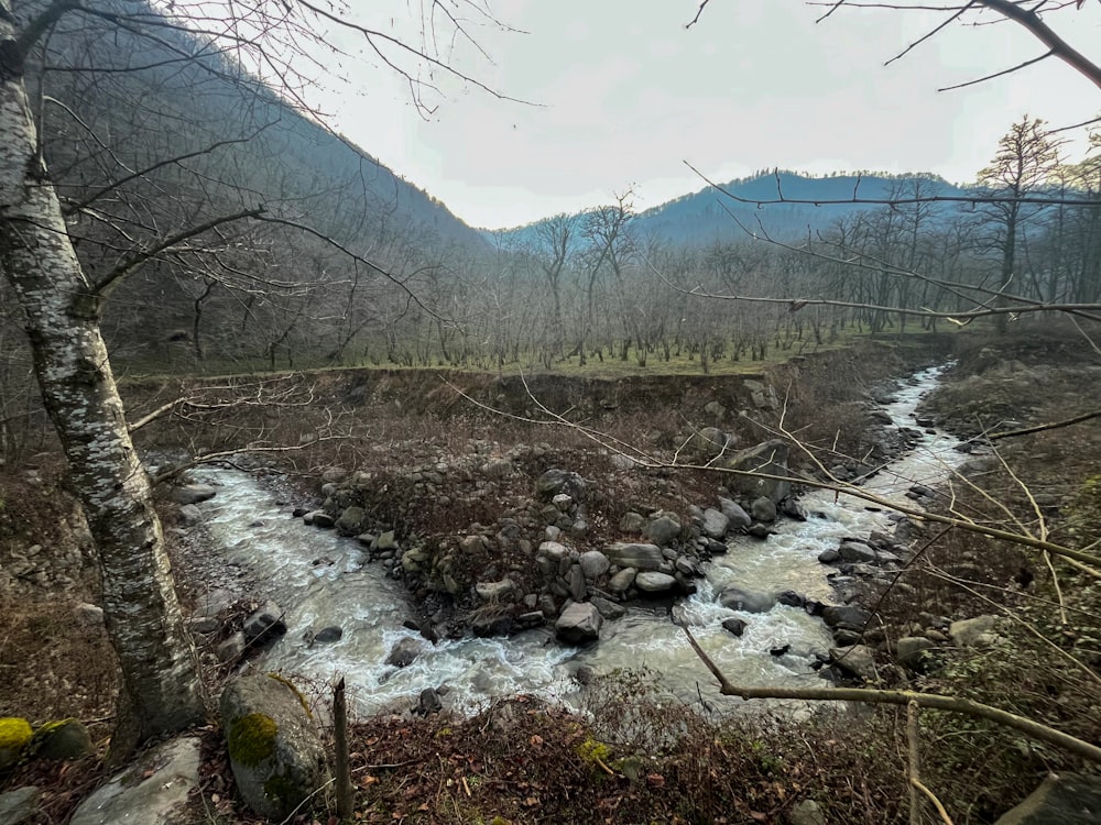 un fiume che scorre attraverso una foresta piena di rocce