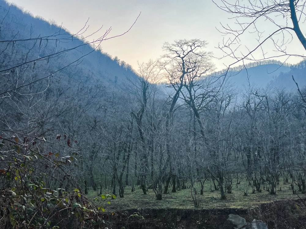 a forest filled with lots of trees next to a mountain