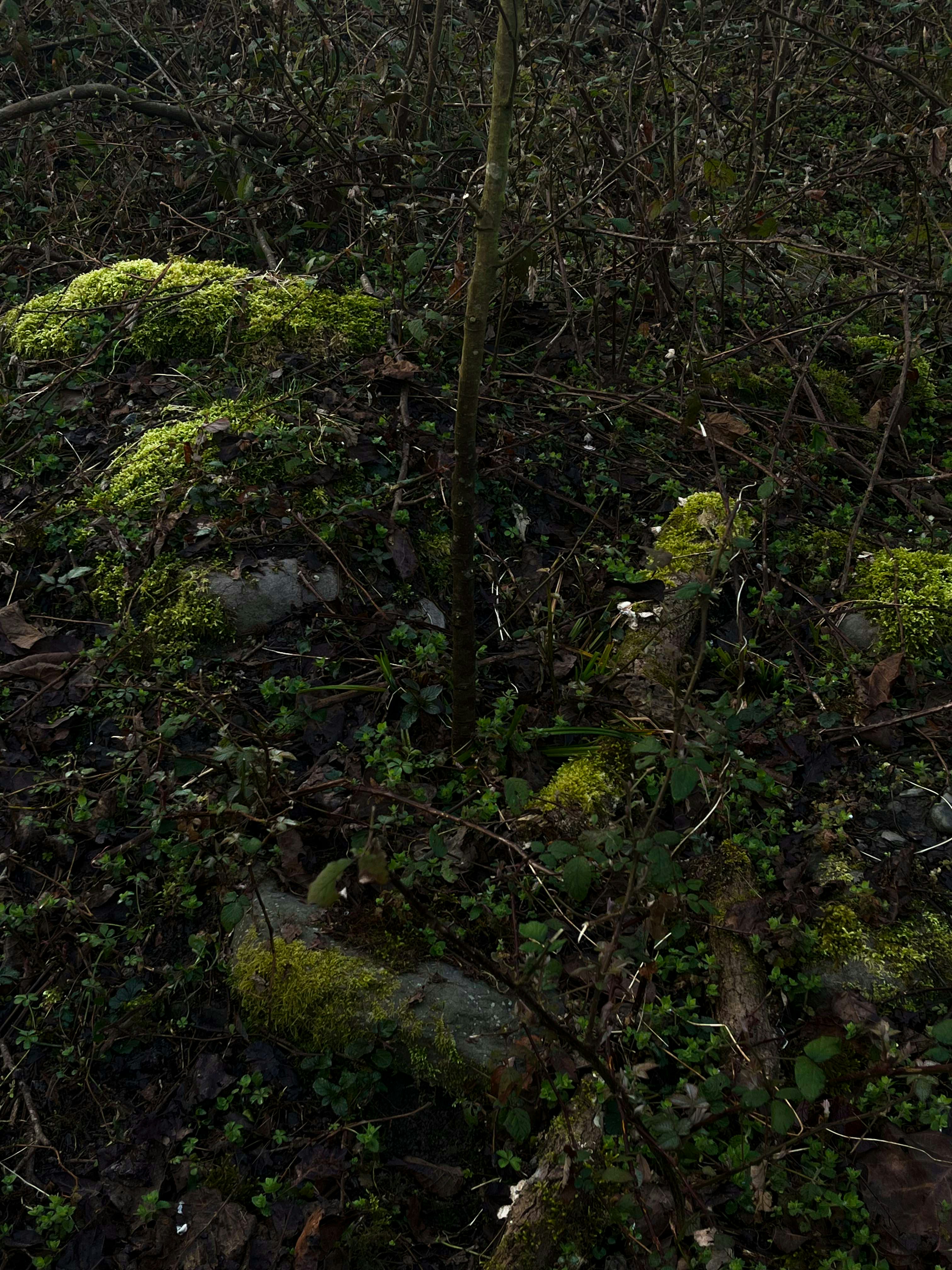 Photo by mehranbiabani