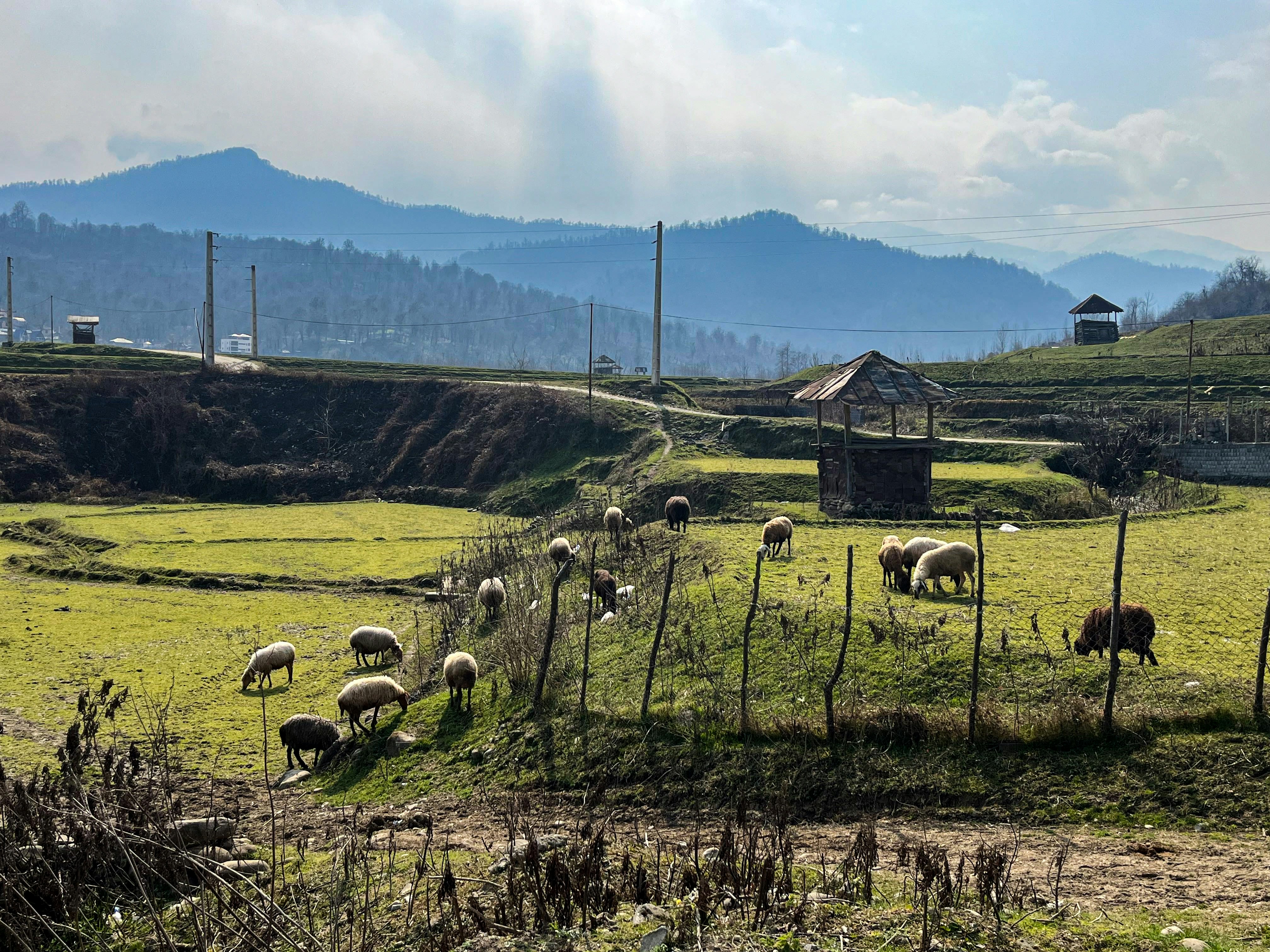 un troupeau de moutons paissant sur une colline verdoyante