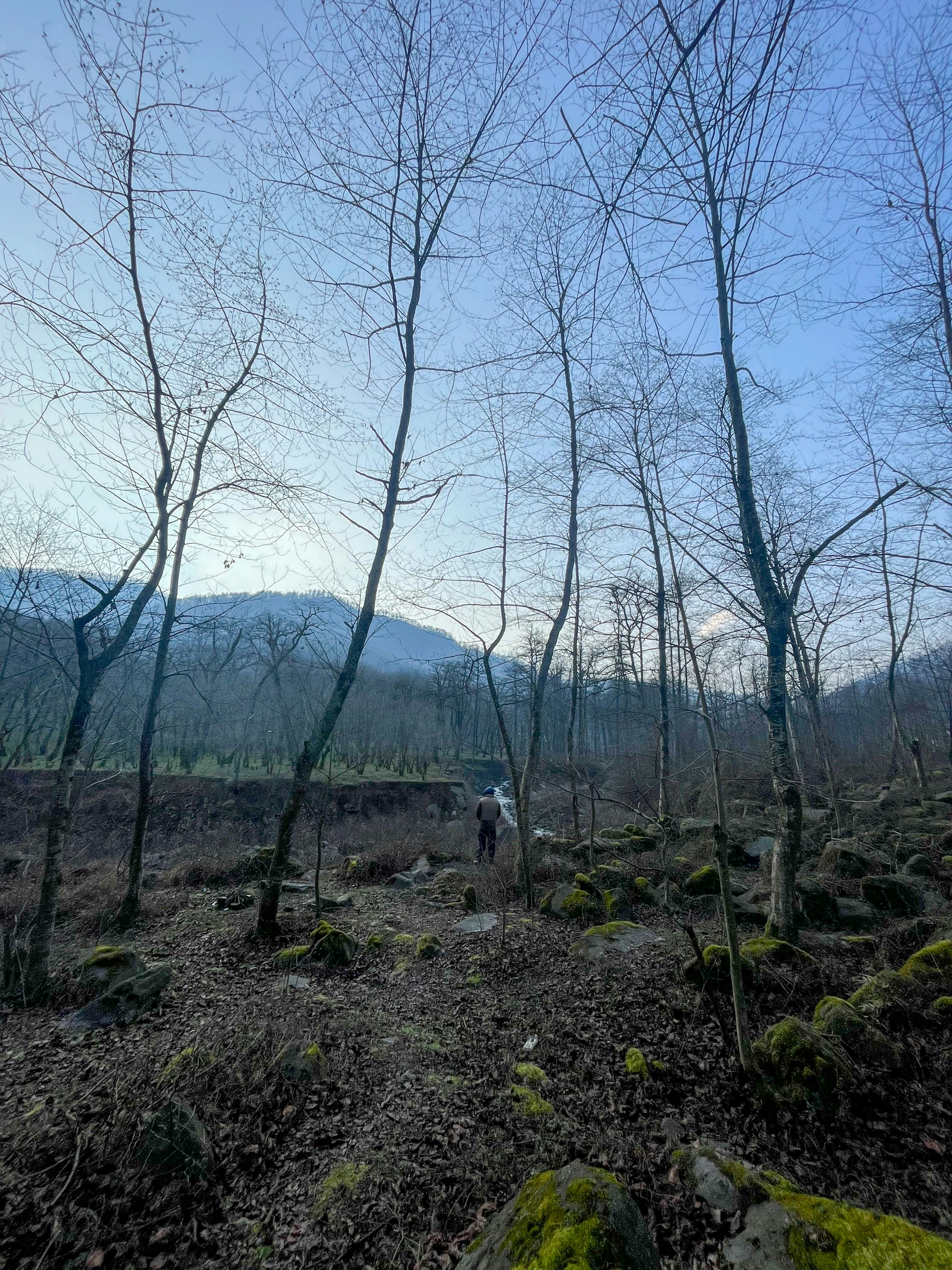 Un homme marchant dans une forêt remplie de nombreux arbres