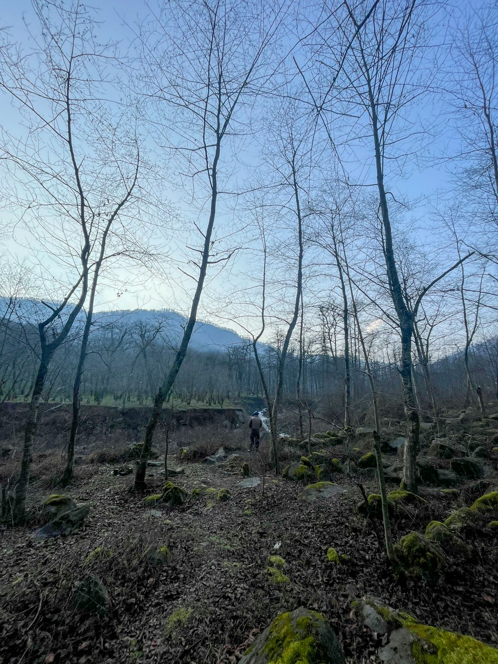 a man walking through a forest filled with lots of trees