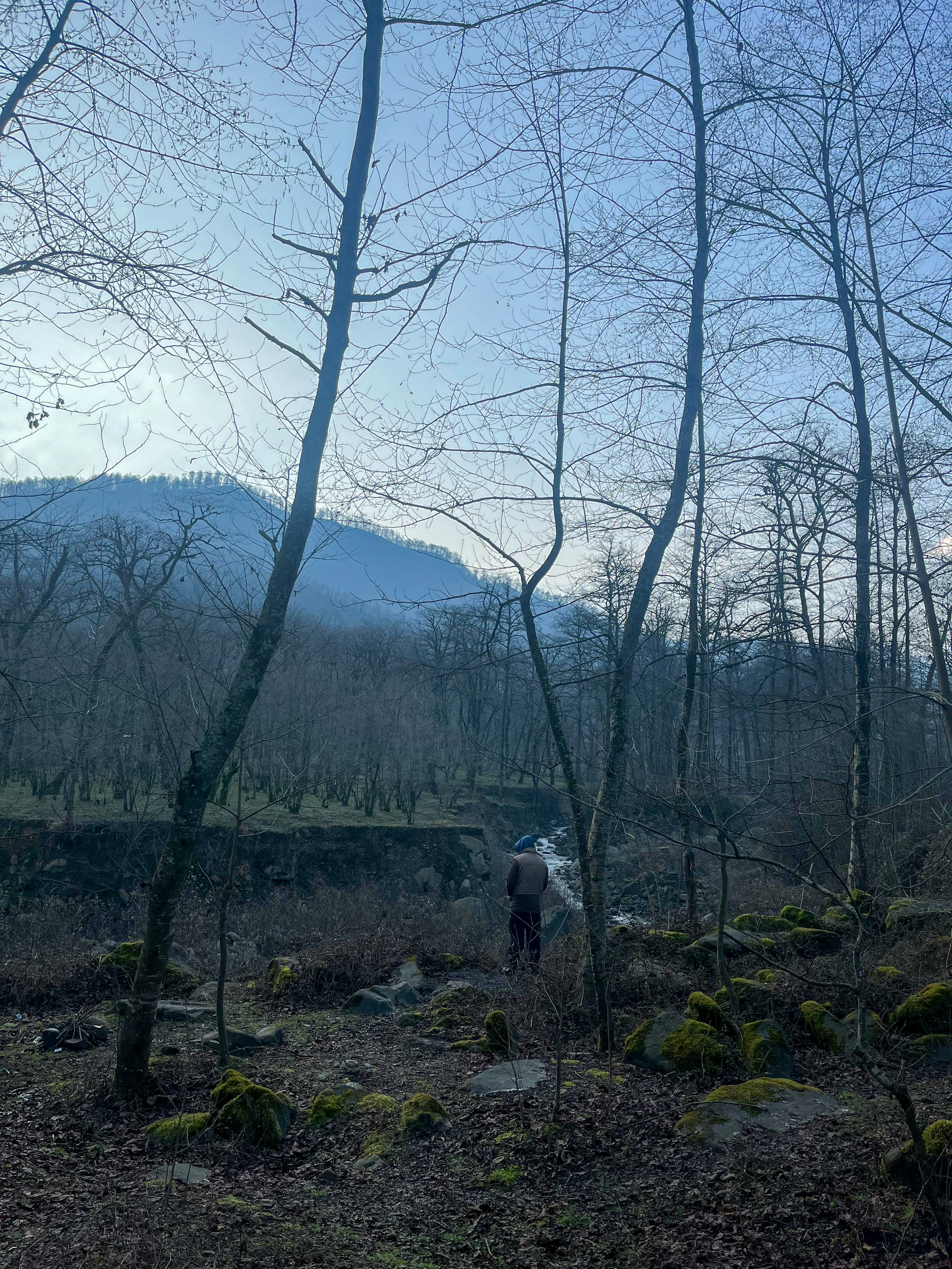 une personne marchant dans une forêt avec une montagne en arrière-plan