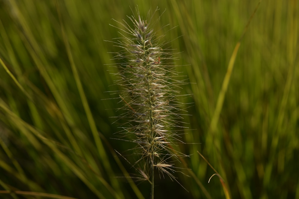 a close up of a plant in a field