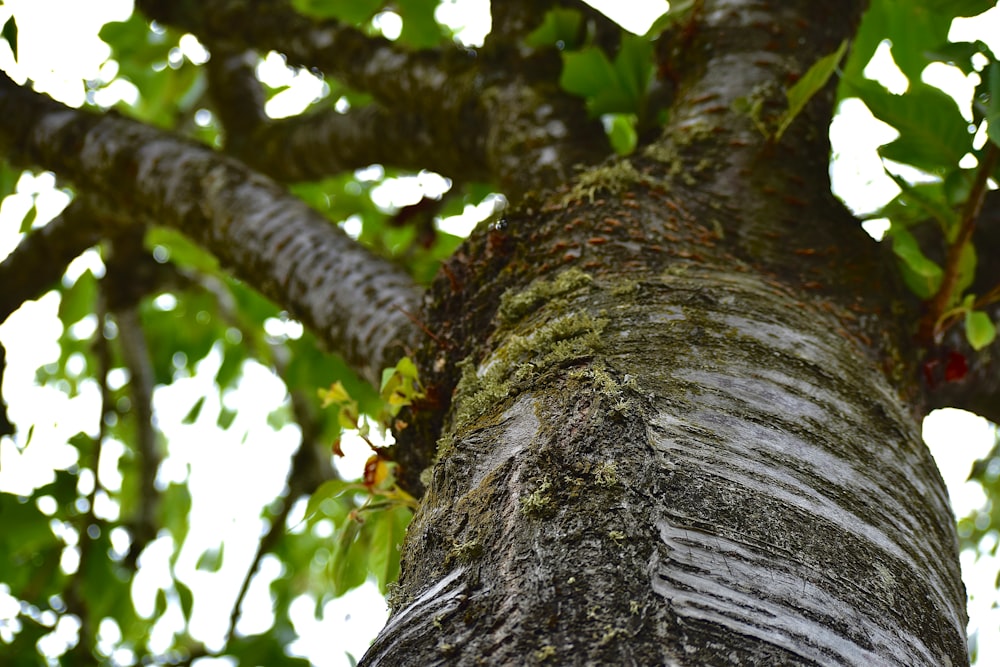 a close up of the trunk of a tree