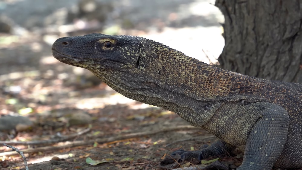 a large lizard sitting next to a tree