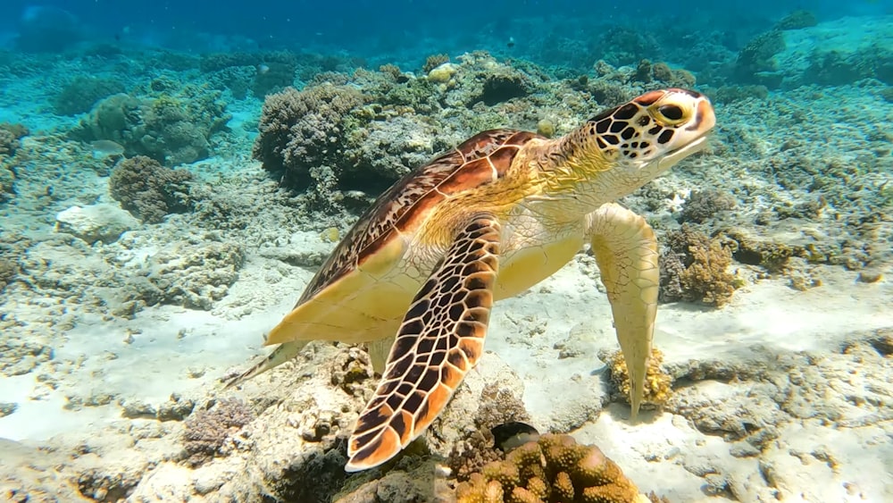 a sea turtle swimming over a coral reef